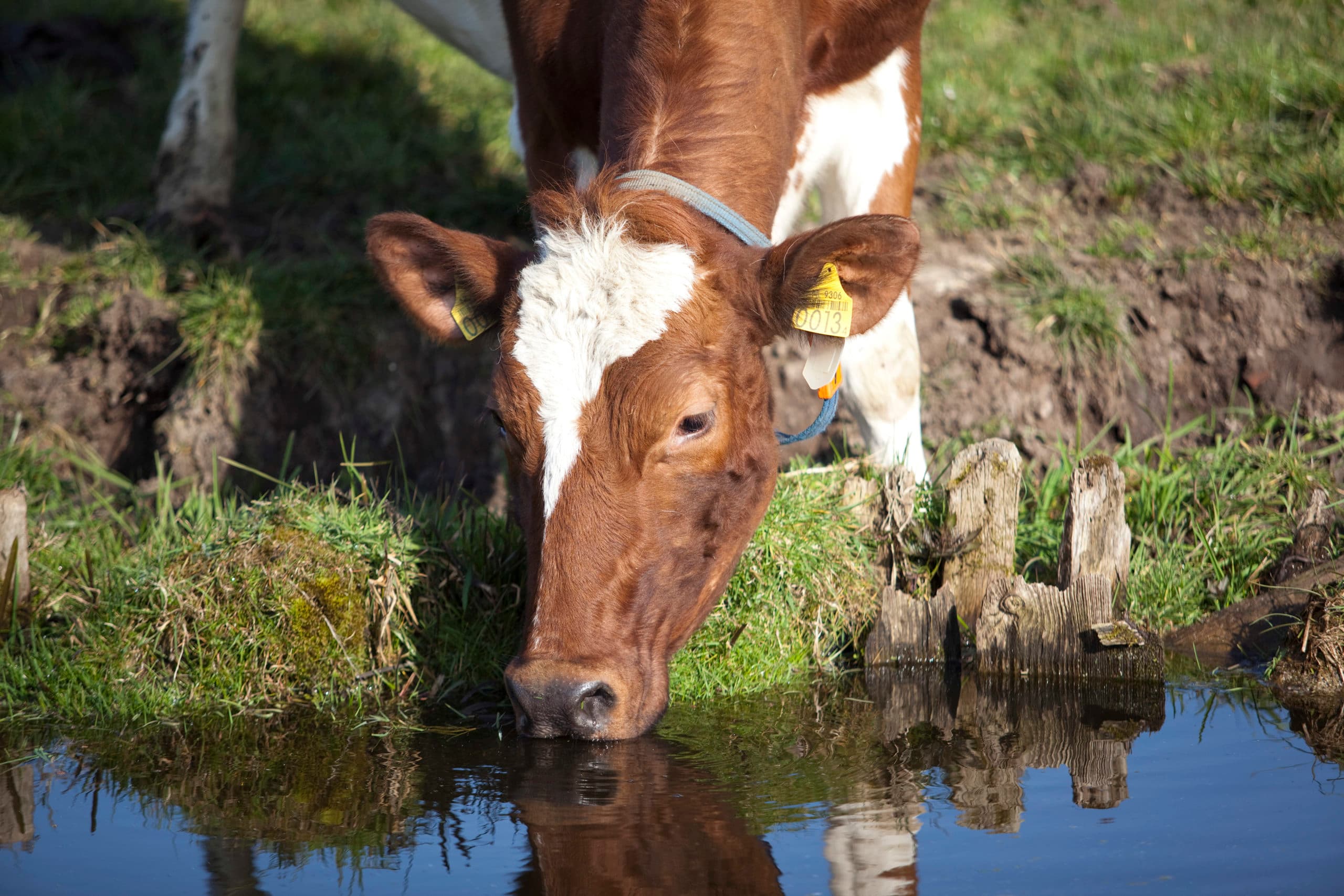 De waterkwaliteit moet omhoog, daarover bestaat overeenstemming. - Foto: Jan Willem Schouten