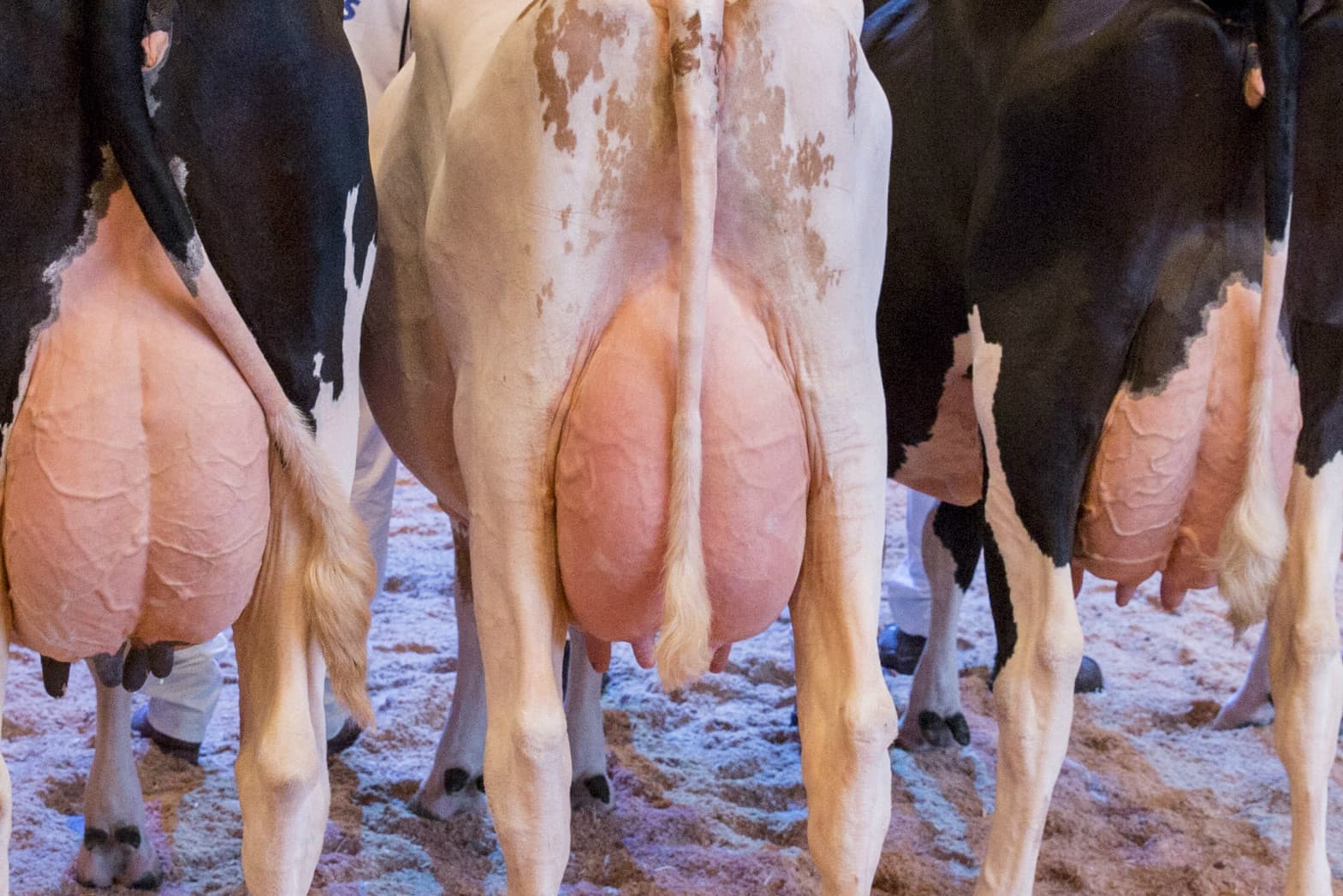 Foto: Koos Groenewold