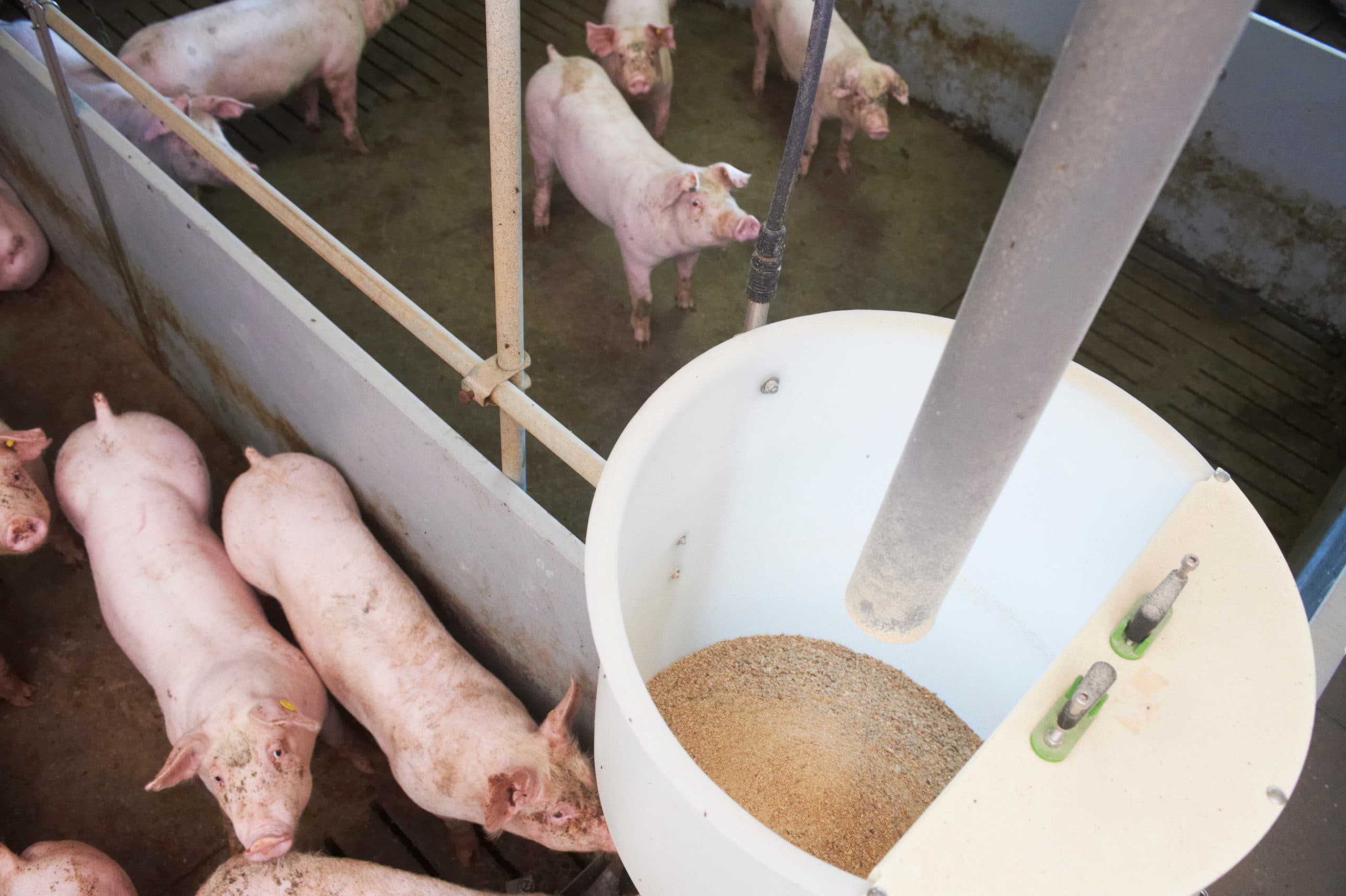 De mengvoermarkt is in beweging en er is overcapaciteit. Een kans voor kien inkopende varkenshouders. - Foto: Van Assendelft Fotografie