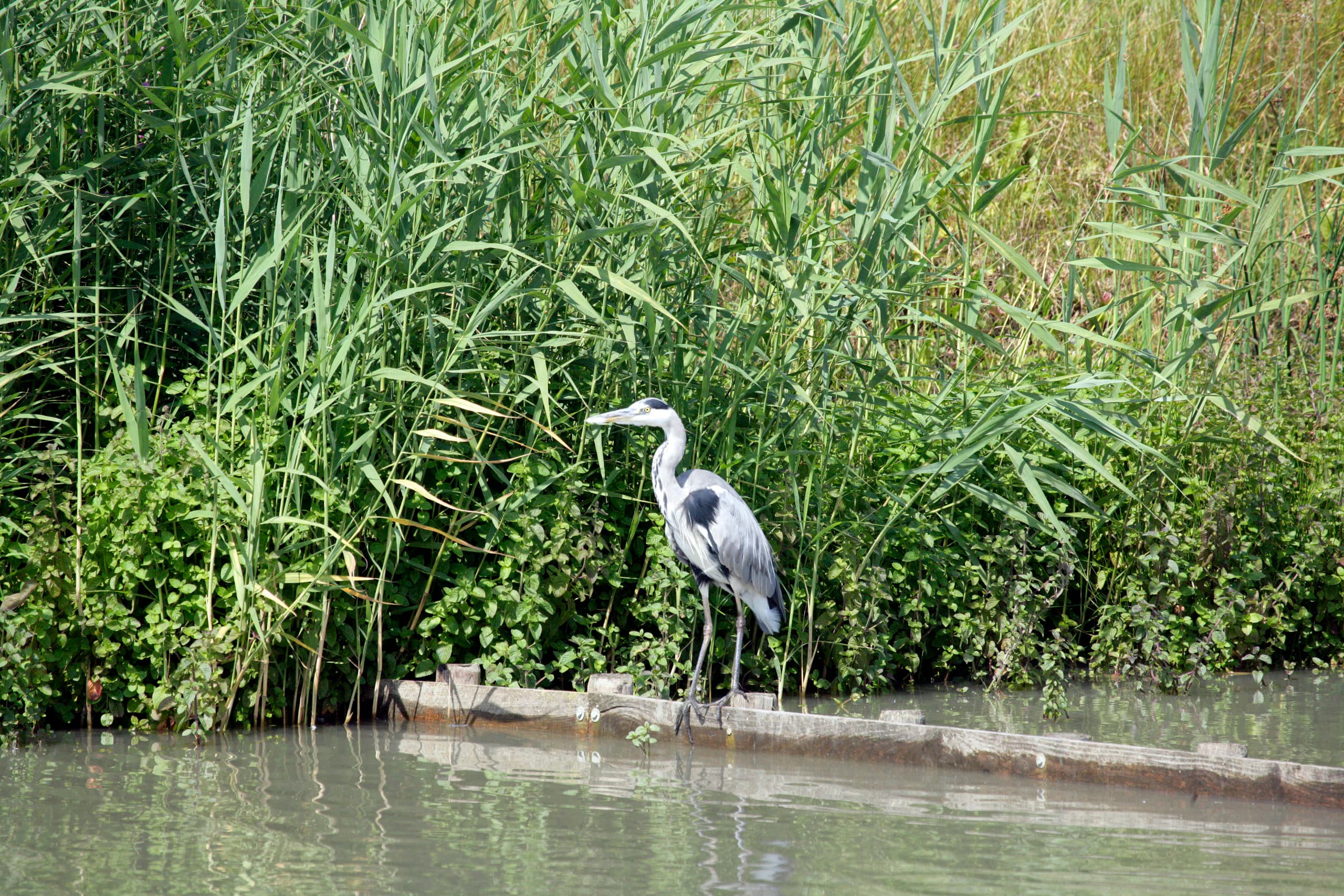 Niet tornen aan de Vogel- en Habitatrichtlijn, zegt Eurocommissaris Frans Timmermans. - Foto: Henk Riswick