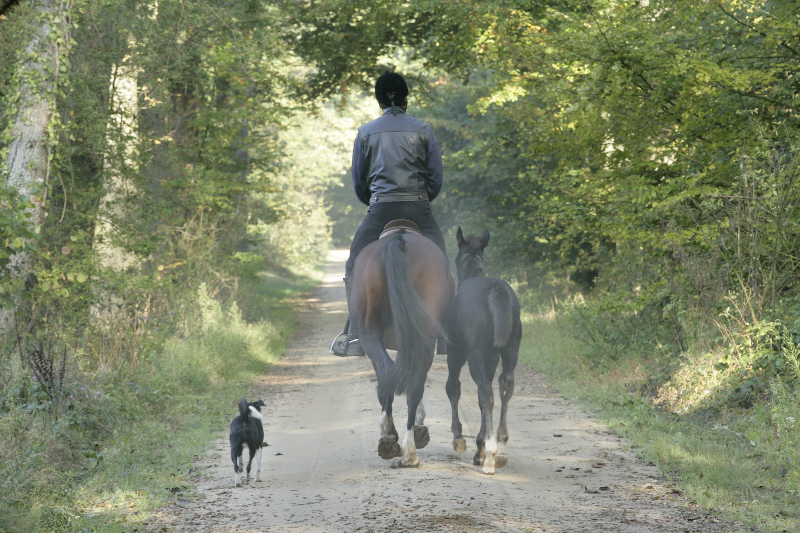 Er is sprake van een mogelijke exportfraude met paarden naar Mexico. - Foto: Henk Riswick