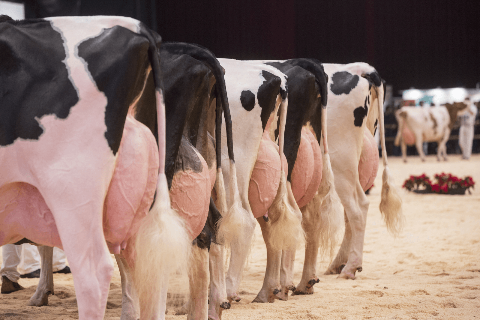 Holland Holstein-show 2015, IJsselhallen Zwolle - Foto: Koos Groenewold