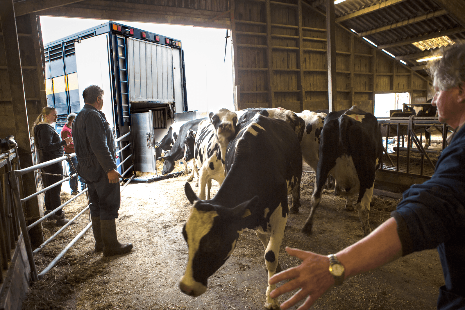 Rabobank is bereid voor maximaal 60.000 koeien van stoppers een voorschot op fosfaatrechten te verstrekken. - Foto: Peter Roek