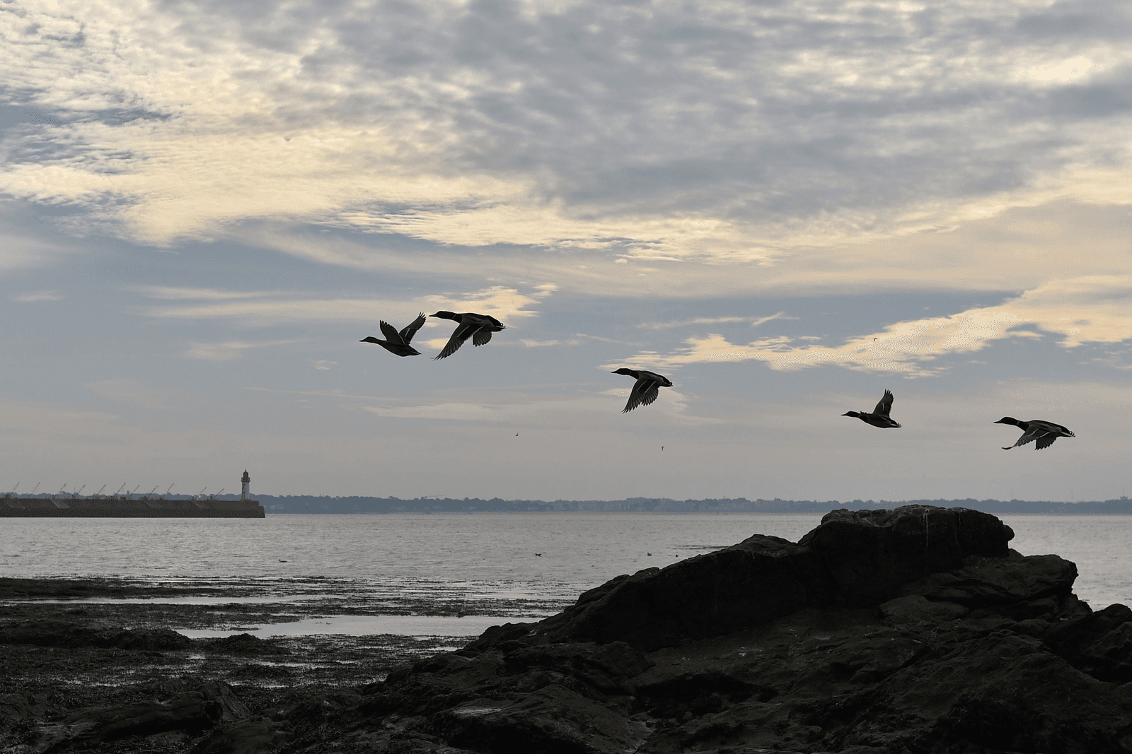 H5N8-vogelgriep in Noord-Frankrijk - Foto: ANP