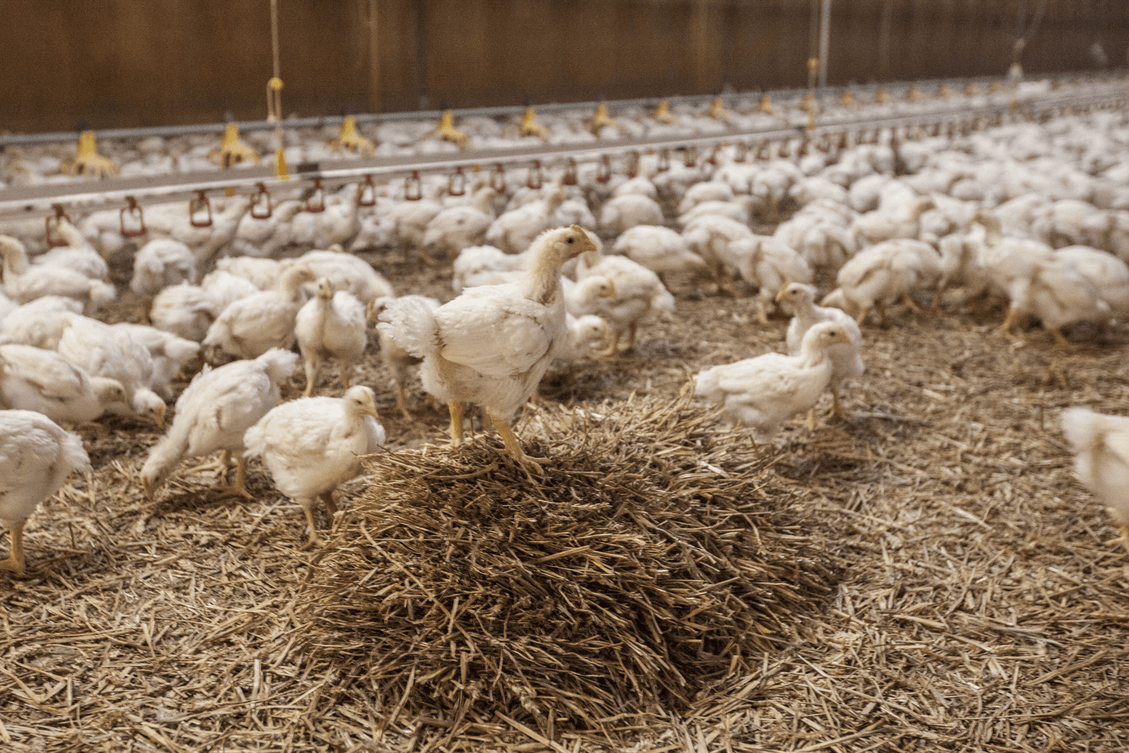 Gidehoen antibioticavrij geproduceerd - Foto: Koos Groenewold