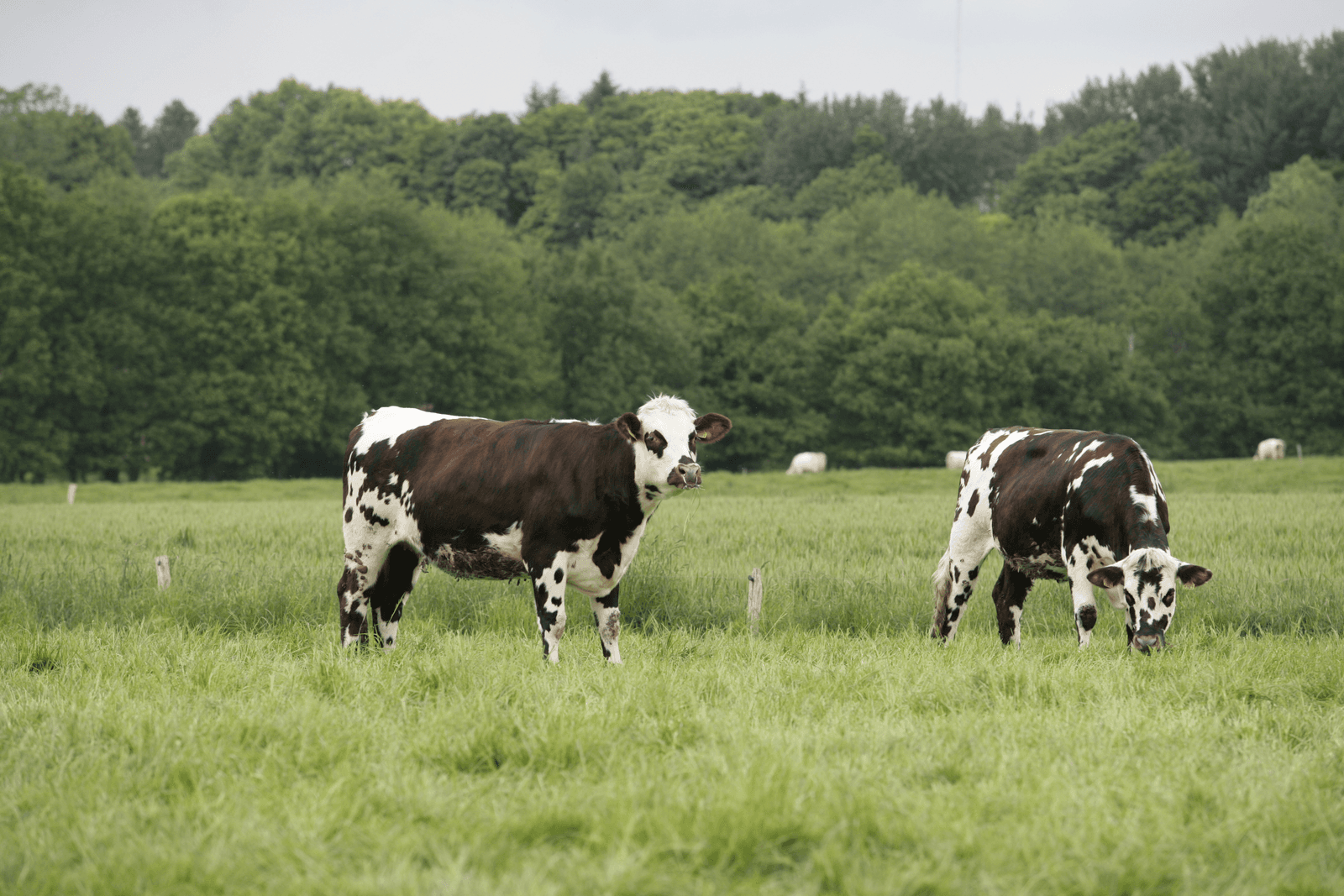 Frankrijks BSE-risico blijft op status verhoogd - Foto: Henk Riswick