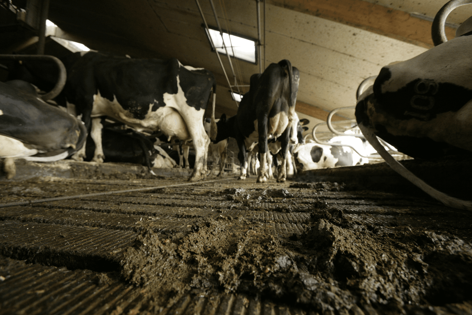 Foto: Koos Groenewold