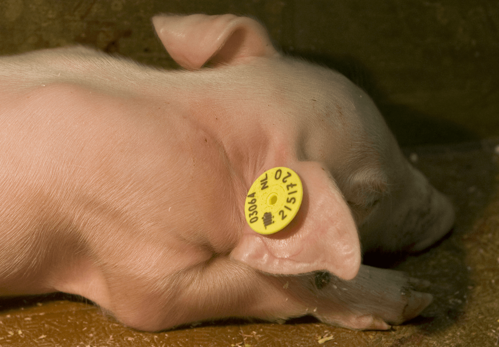 Oormerk bij een biggetje - Foto: ANP