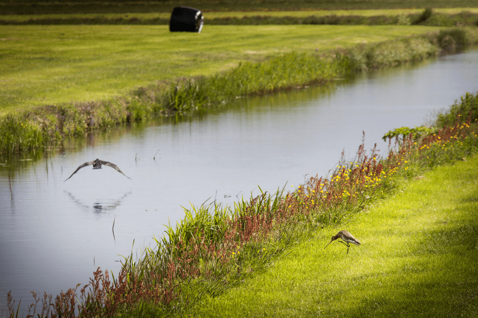 Van Dam wil meer natuur in boerenbedrijf - Foto: René den Engelsman