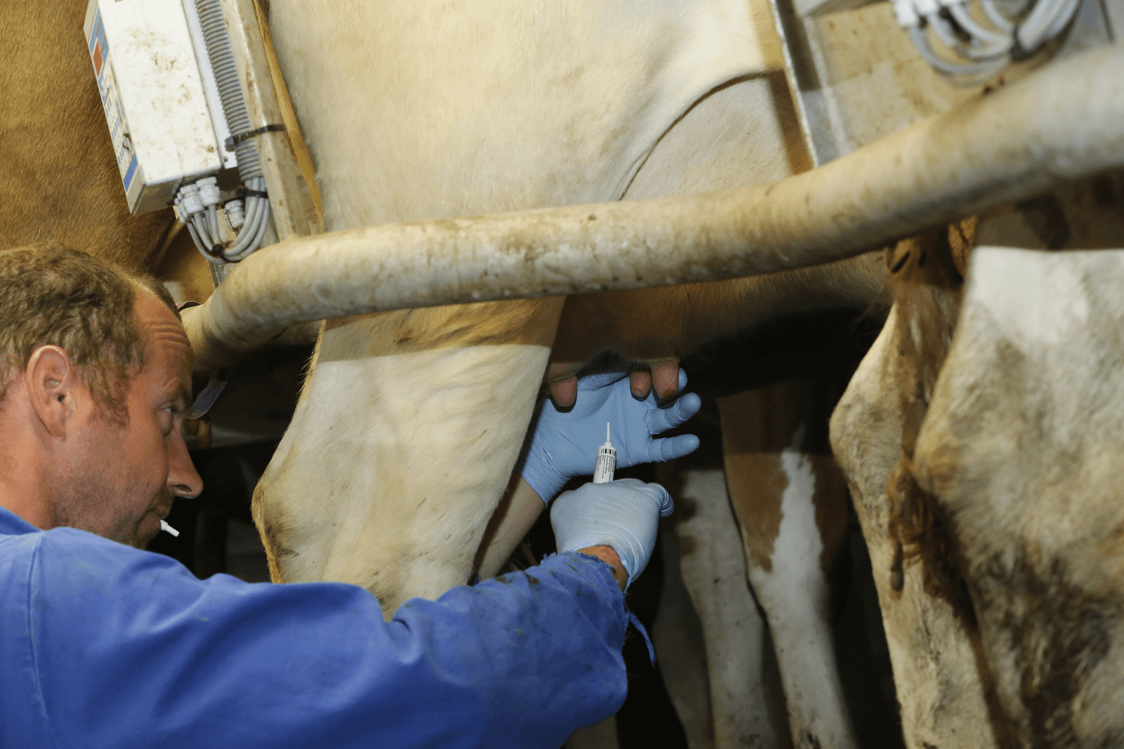 Weerstand koe cruciaal in terugdringen mastitis - Foto: Henk Riswick