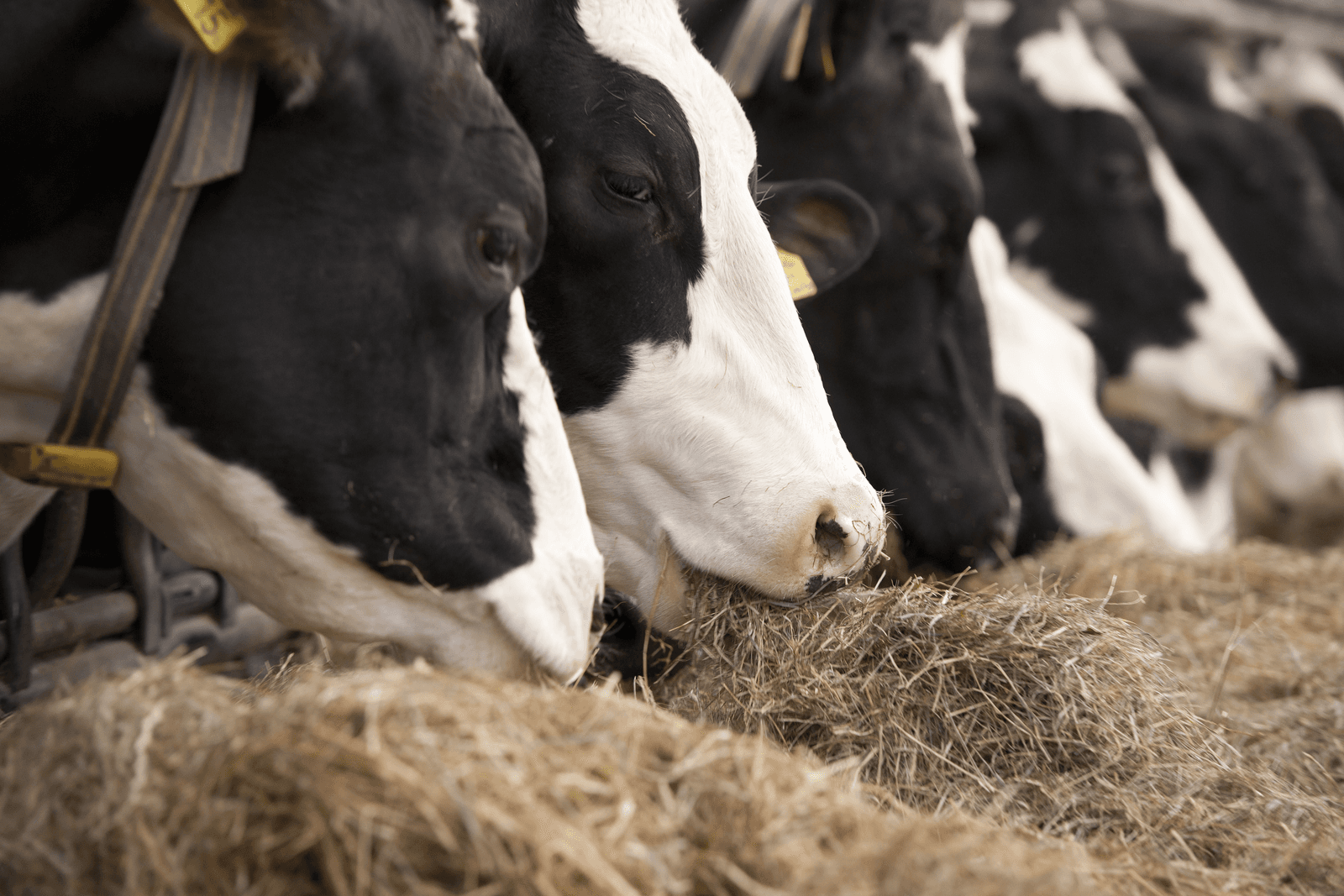 Verlies derogatie: schade zuivelsector mogelijk ¬ 940 miljoen - Foto: Mark Pasveer