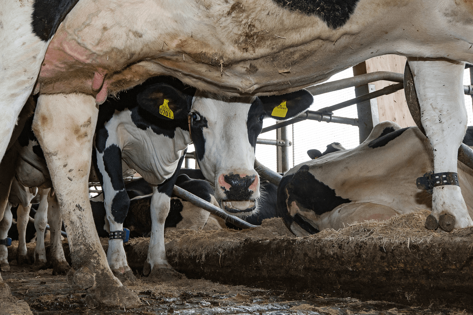 Vijf voor twaalf komt er toch nog een akkoord over vermindering van fosfaat - Foto: Ronald Hissink