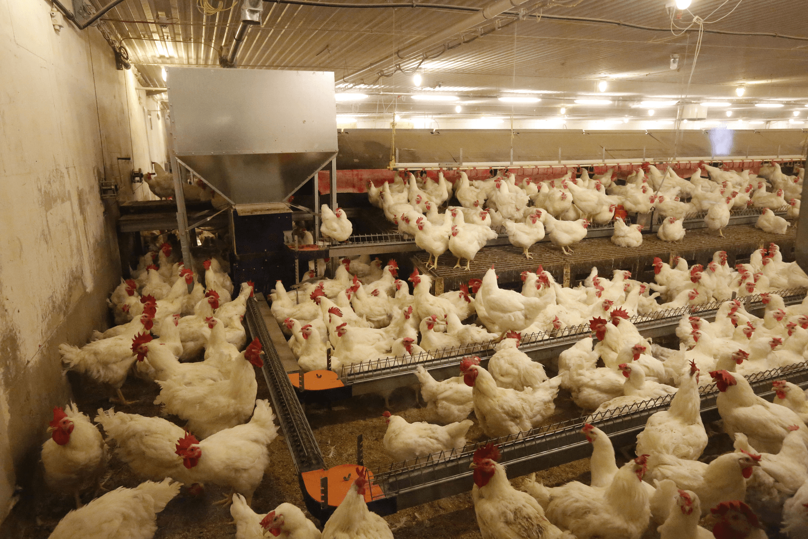 Groningen blokkeert intensieve veehouderij - Foto: Henk Riswick