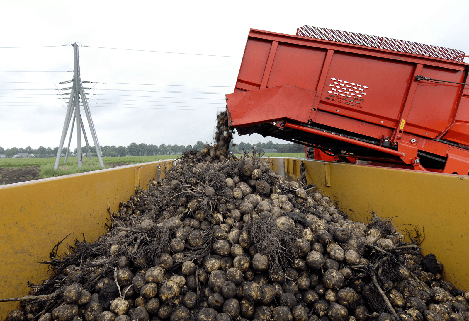 Prestatieprijs Avebe opnieuw boven ¬ 77 - Foto: ANP