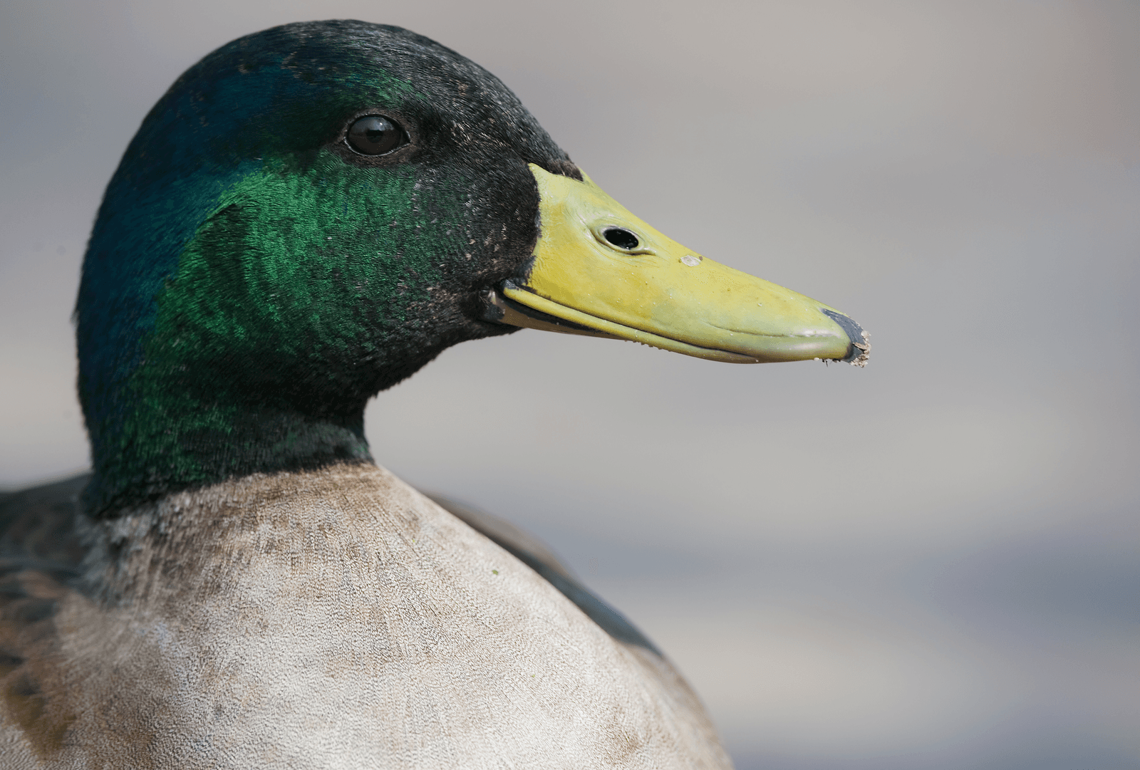 Nieuw geval H5N8 in Midden-Duitsland - Foto: ANP