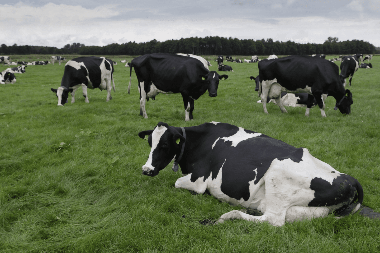 Het doel is minder koeien in 2017, daarbij moeten we voorkomen dat koeien van een stopper of krimper terecht komen bij en ander bedrijf , aldus Kees Romijn, voorzitter van LTO Melkveehouderij. Foto: Jan Willem van Vliet