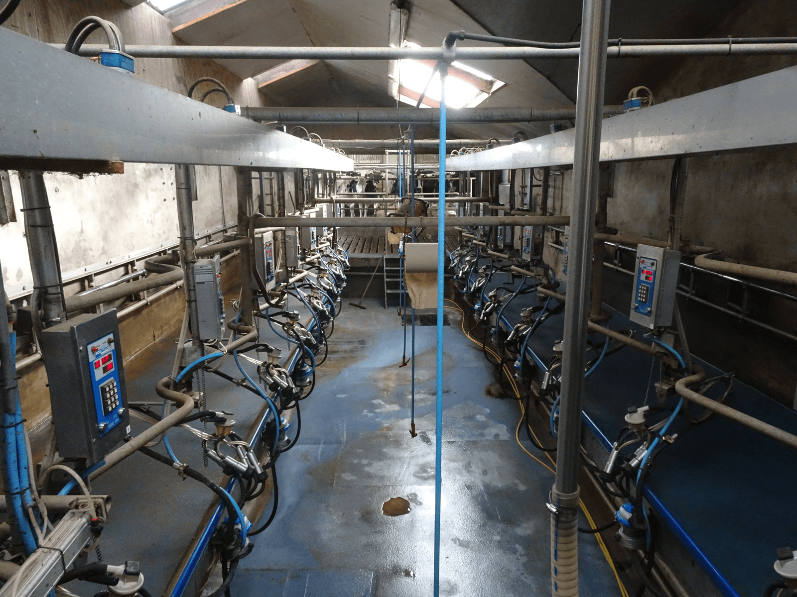 Te koop: veebedrijf in regio met kansen - Foto: Theo Brummelaar