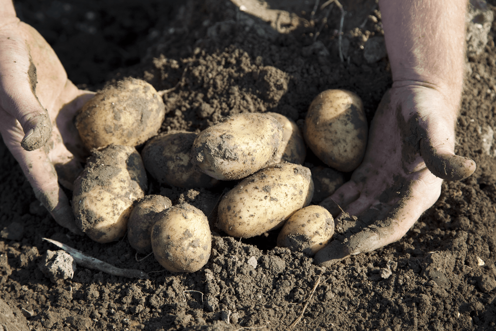 Emmeloord houdt poters buiten fritesnotering - Foto: Jan Willem Schouten
