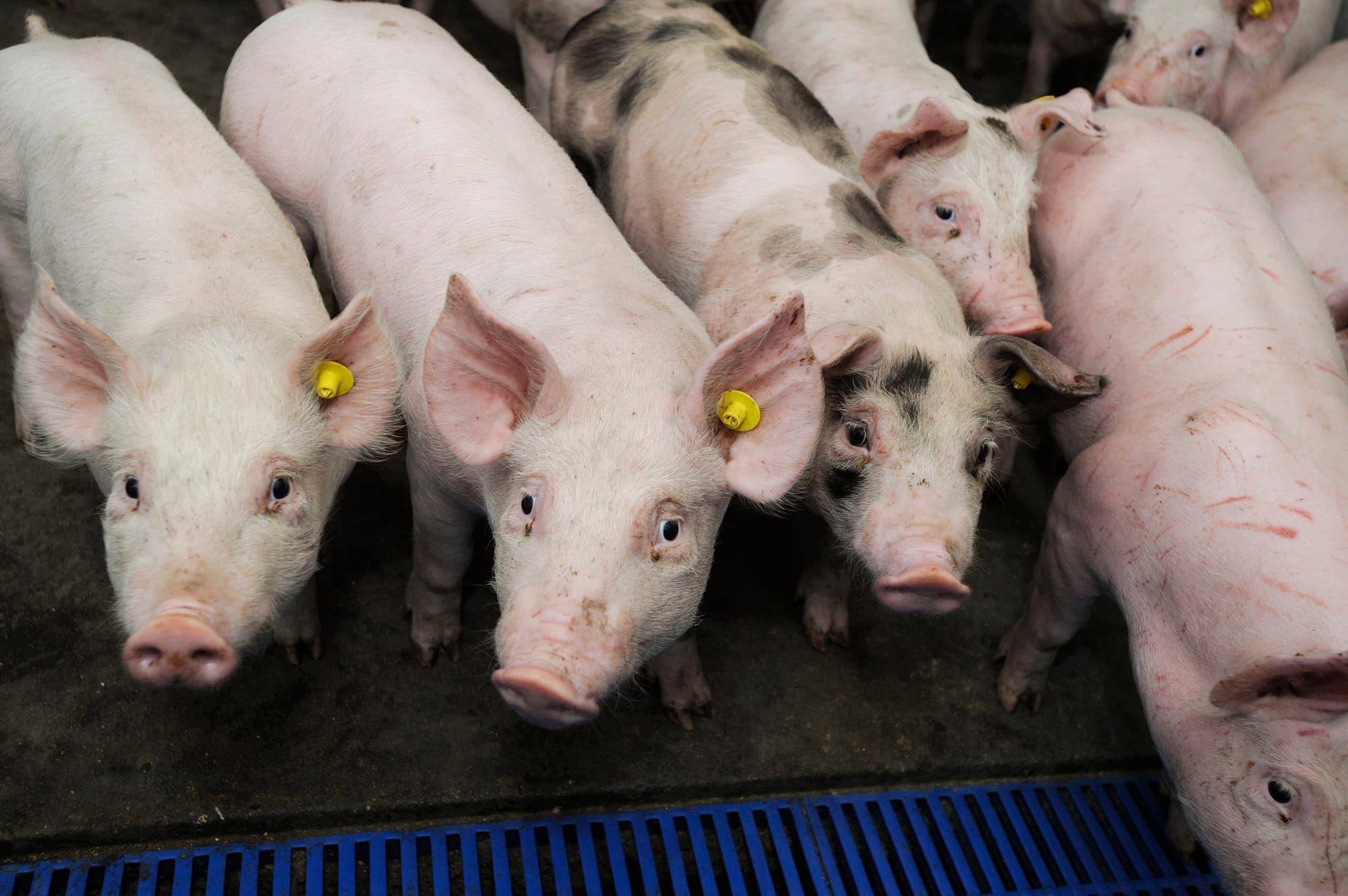 Groningen subsidieert duurzame intensieve veehouderij