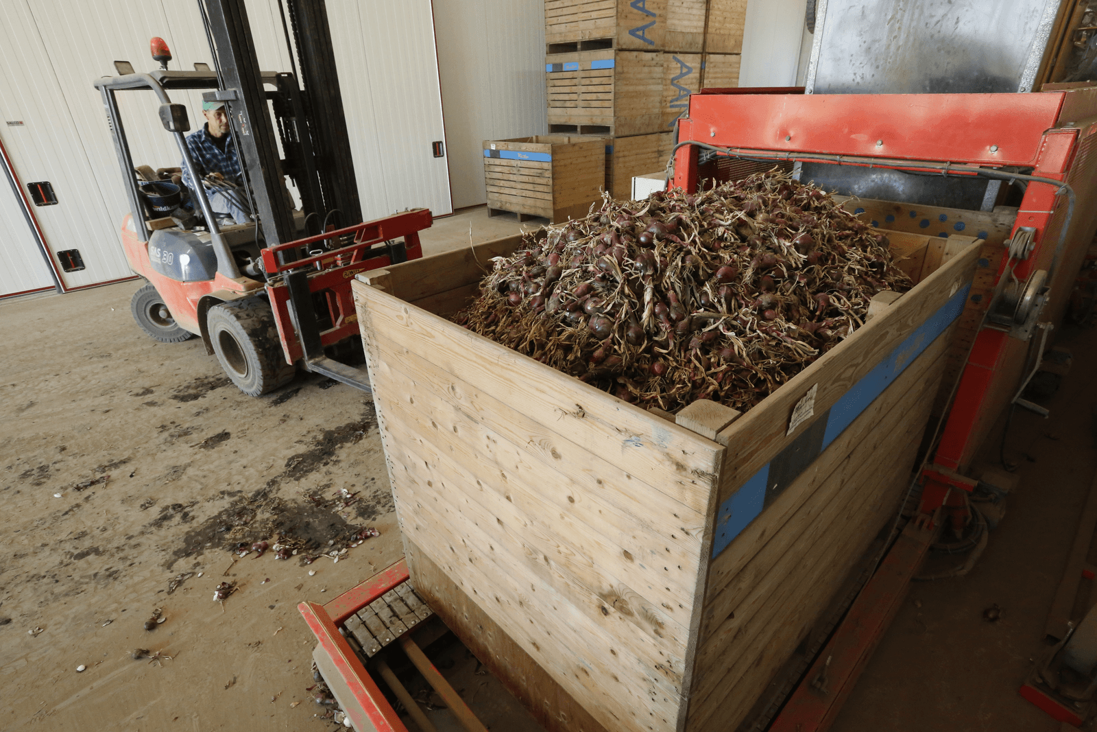 Meer uien naar grote afnemers - Foto: Henk Riswick