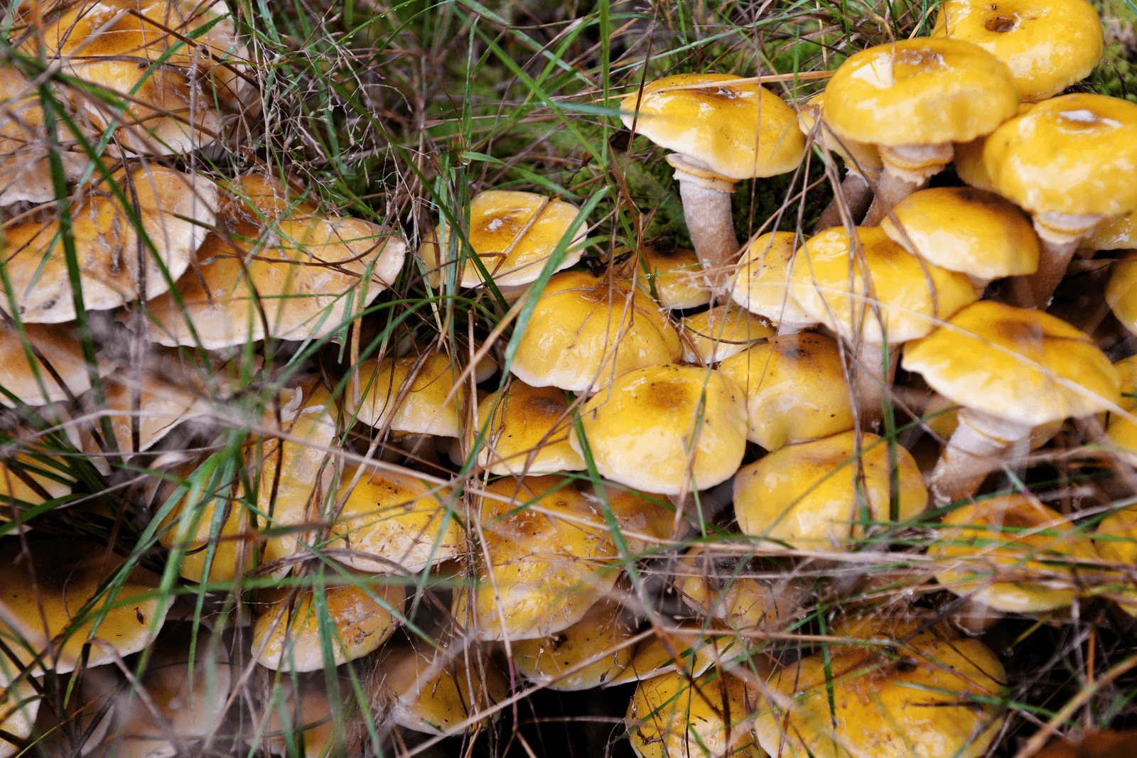 Een goed ontworpen voedselbos levert zo n negen maanden per jaar allerlei eetbare producten op. Foto: ANP