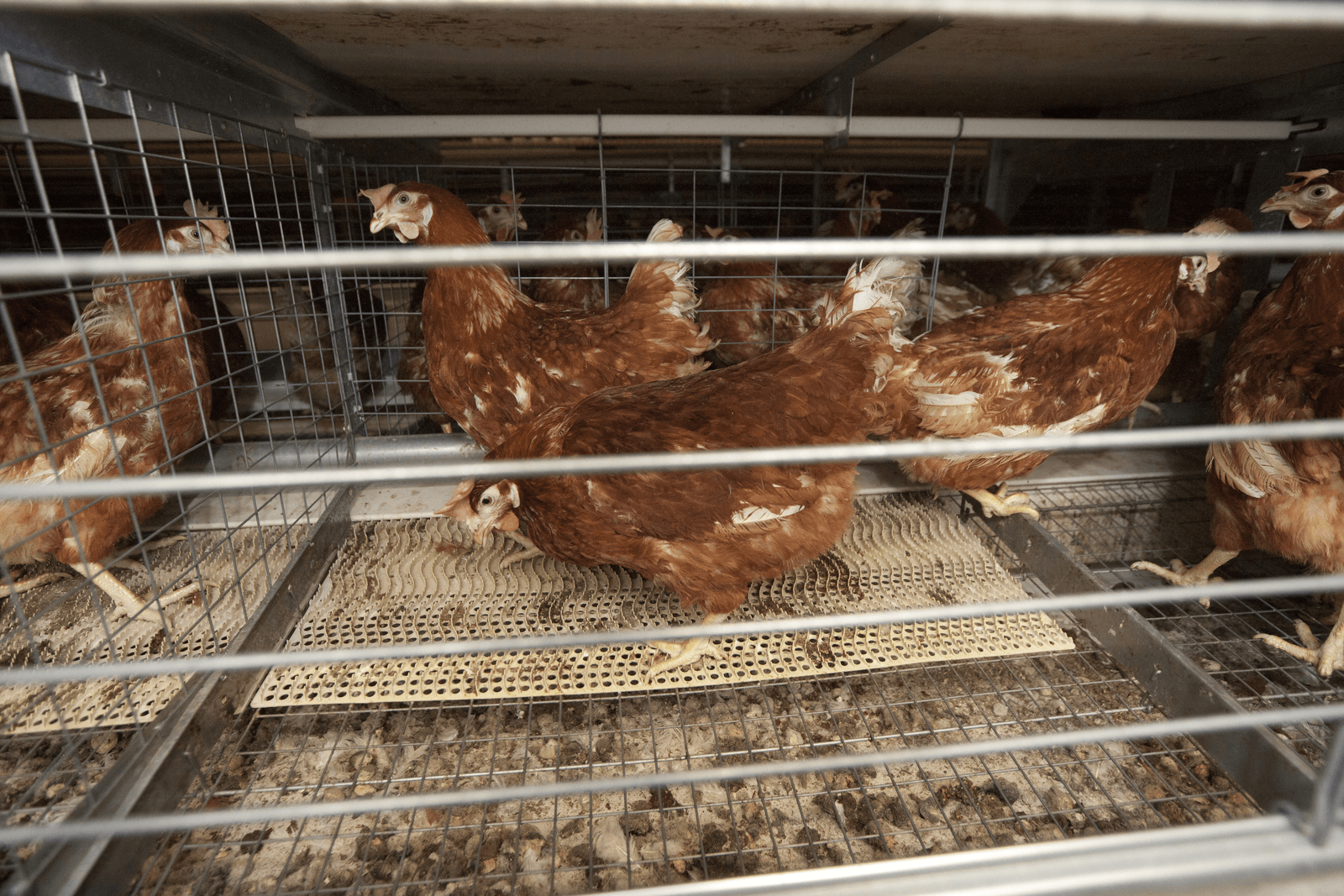 Koloniekippenhouders lossen fosfaatprobleem op - Foto: Koos Groenewold