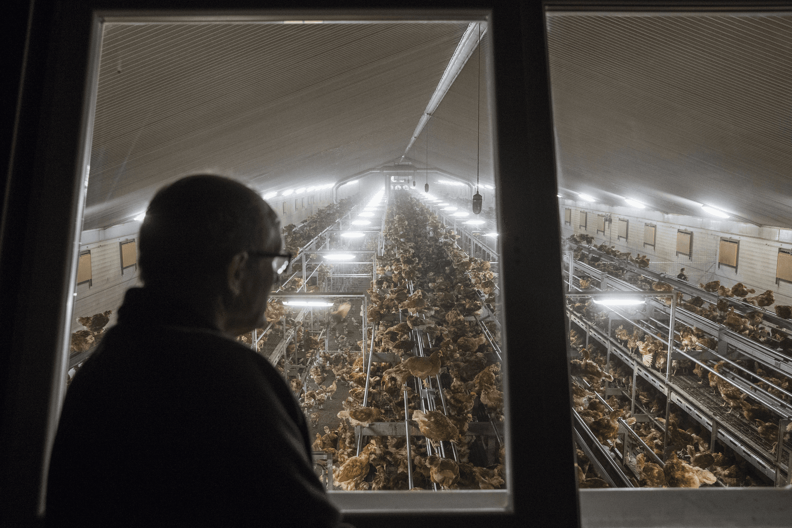 Vogelgriepvirus H5N8 geeft verontrustend beeld - Foto: ANP
