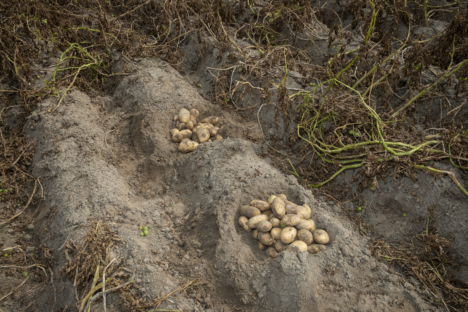 NAK bespreekt norm voor groeischeuren aardappelen - Foto: Peter Roek