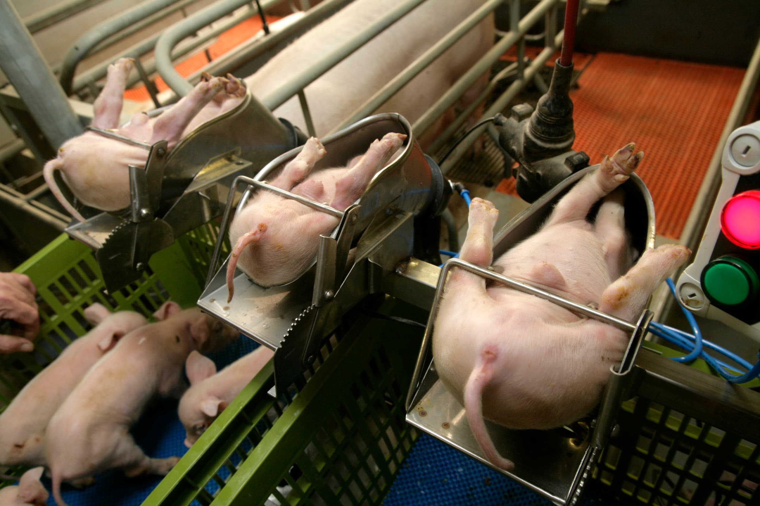 Merendeel Duitse zeugenhouders kiest voor verdoofd castreren