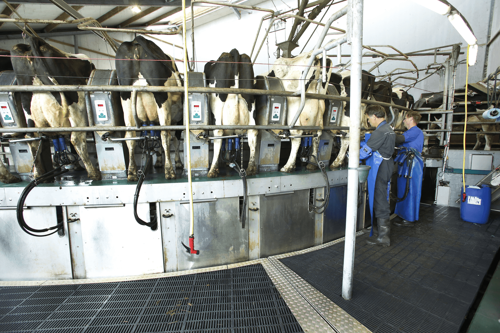 Melkveehouders verdeeld over fosfaatakkoord - Foto: Henk Riswick