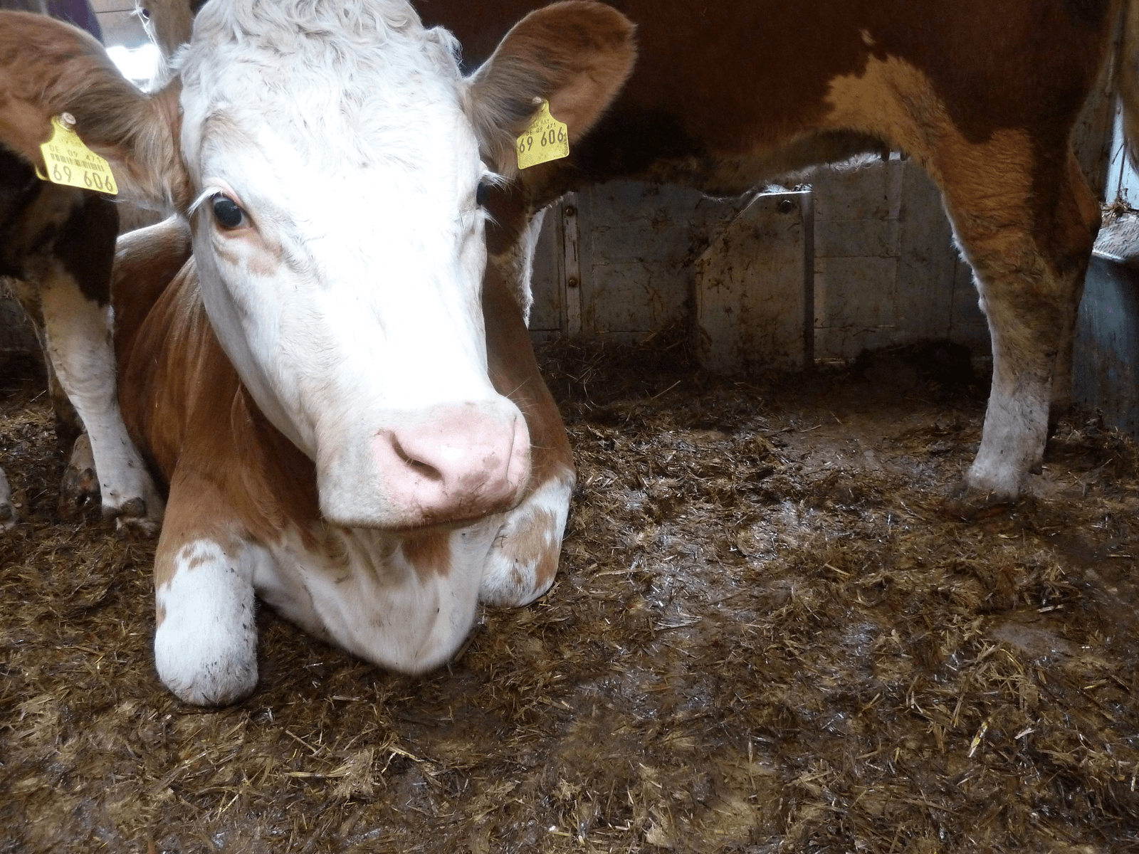Brussel: lidstaten, doe meer aan dierenwelzijn - Foto: Eyes on Animals, AWF