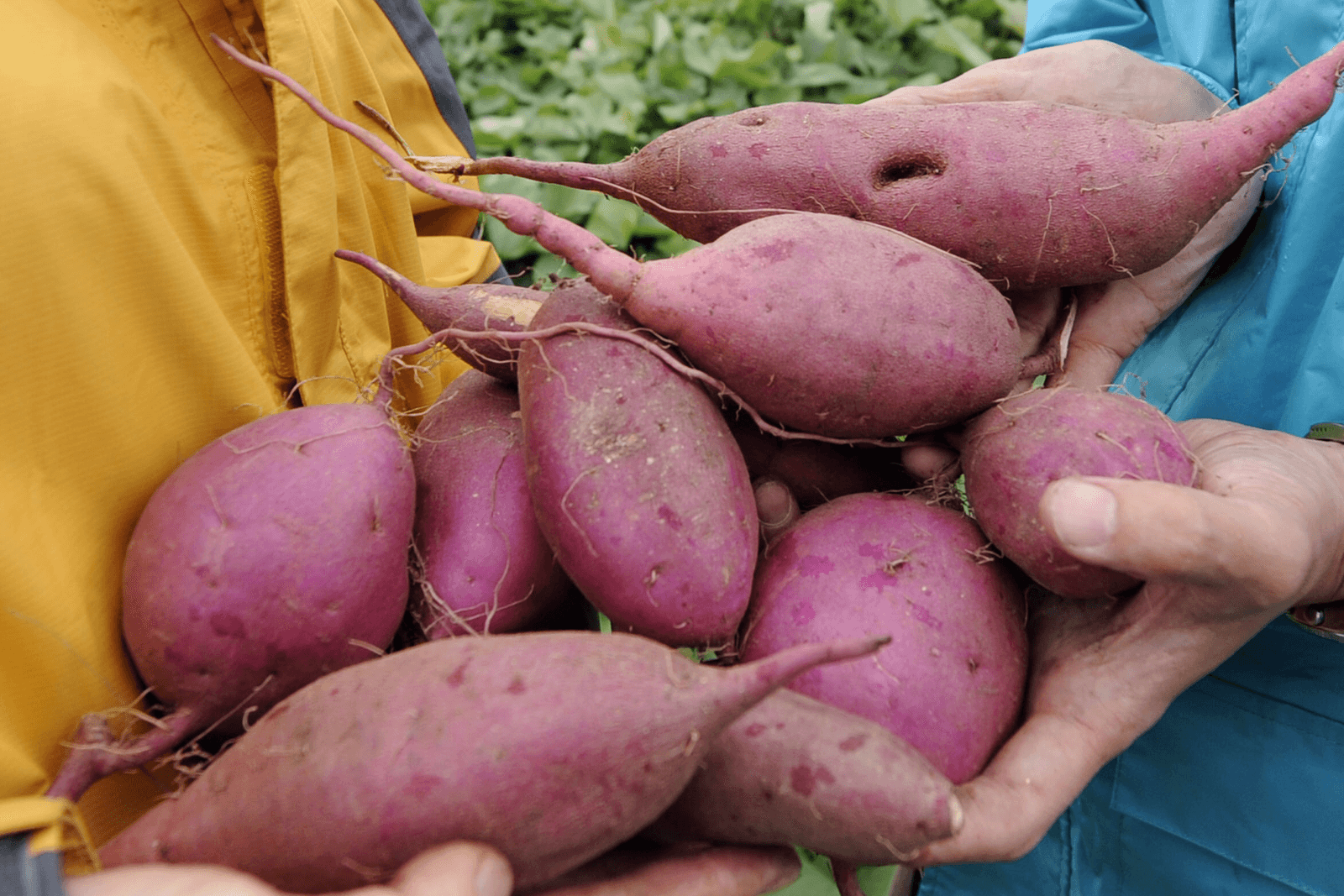 Zoete aardappel is in principe een tropisch gewas - Foto: AFP