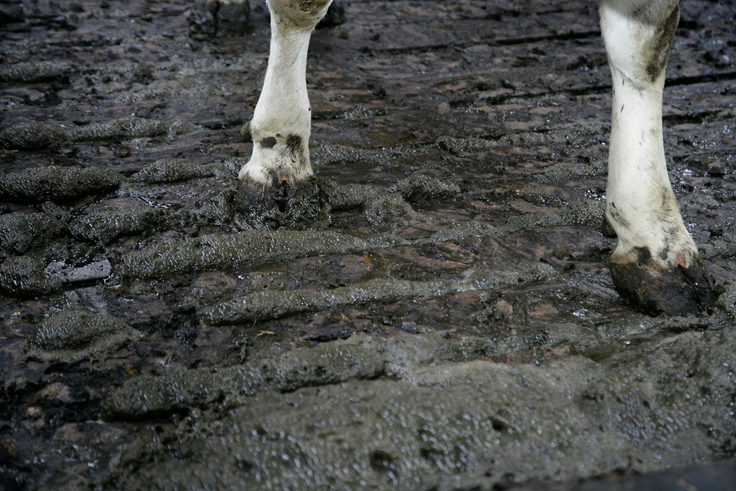 Foto: Hans Prinsen