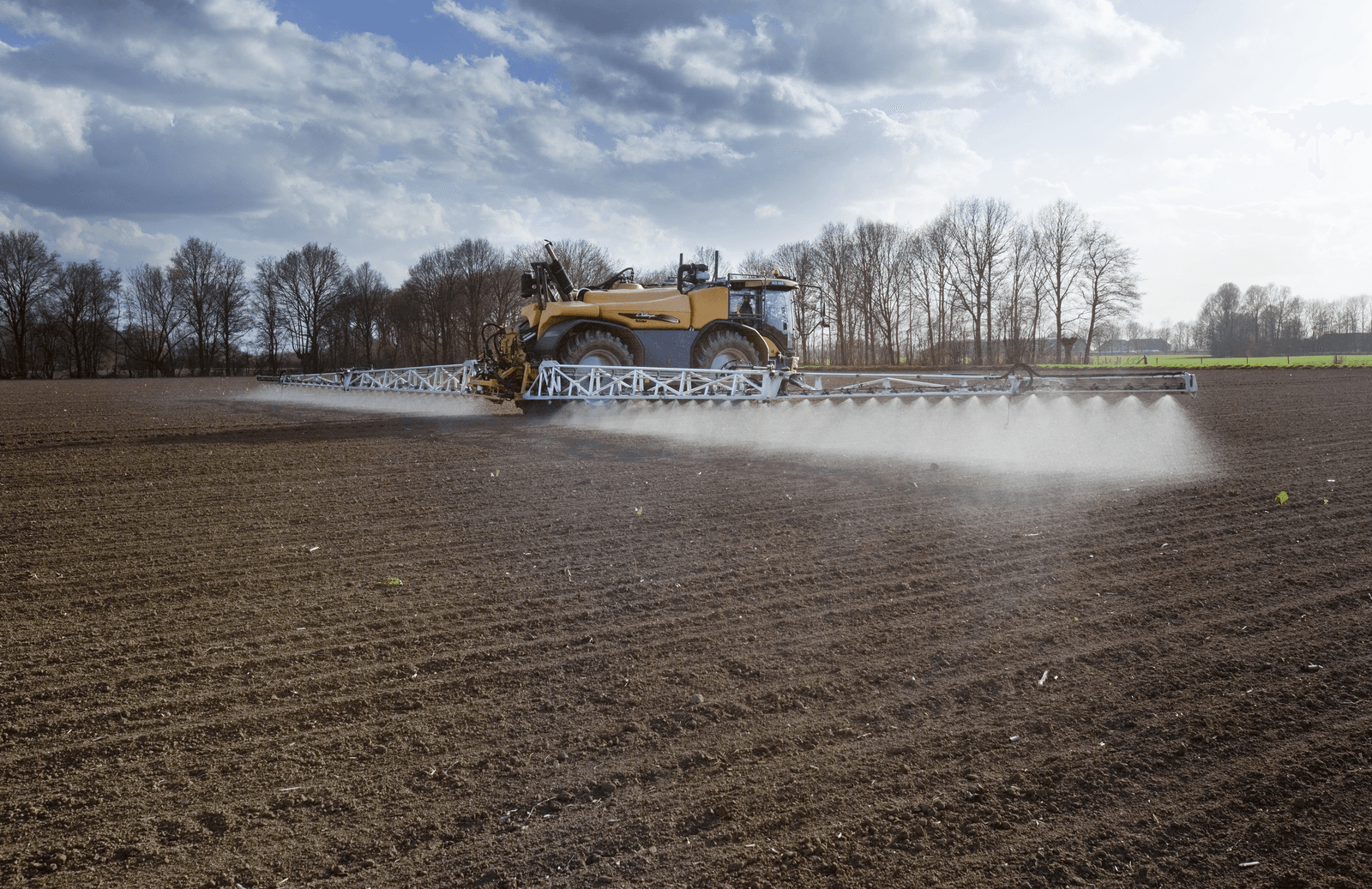 KWS: bieten met herbicideresistentie in 2019- Foto: Jan Willem Schouten