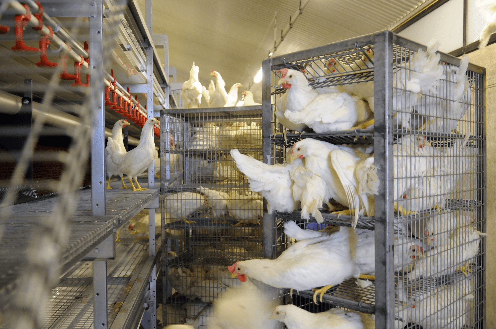 Geen pluimveetransport uit regio's H5N8-bedrijven - Foto: Marten Sandburg