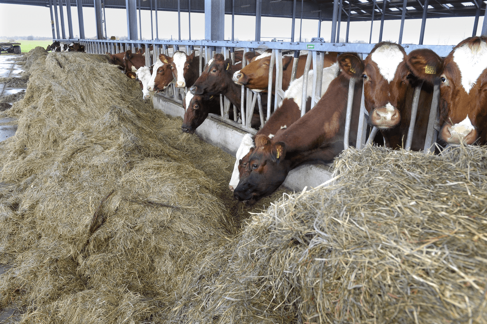 Bioboeren vrezen maatregelen mestoverschot - Foto: Fotopersburo Dijkstra