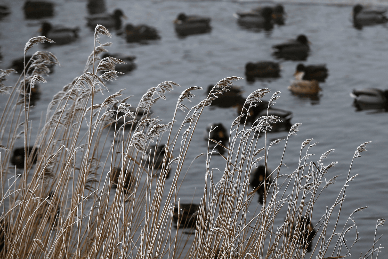 H5N8 vastgesteld bij watervogels in Zeewolde - Foto: ANP
