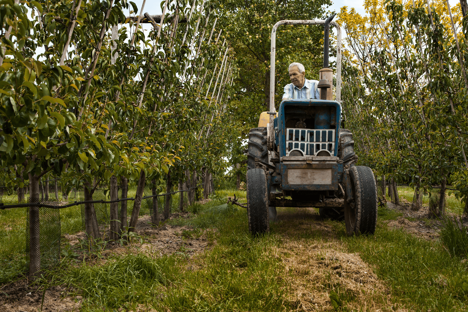 De Kamer wil op korte termijn een plan van aanpak zien om de beschikbaarheid van biologische gewasbeschermingsmiddelen voor met name de fruitteelt te vergroten. - Foto: Herbert Wiggerman