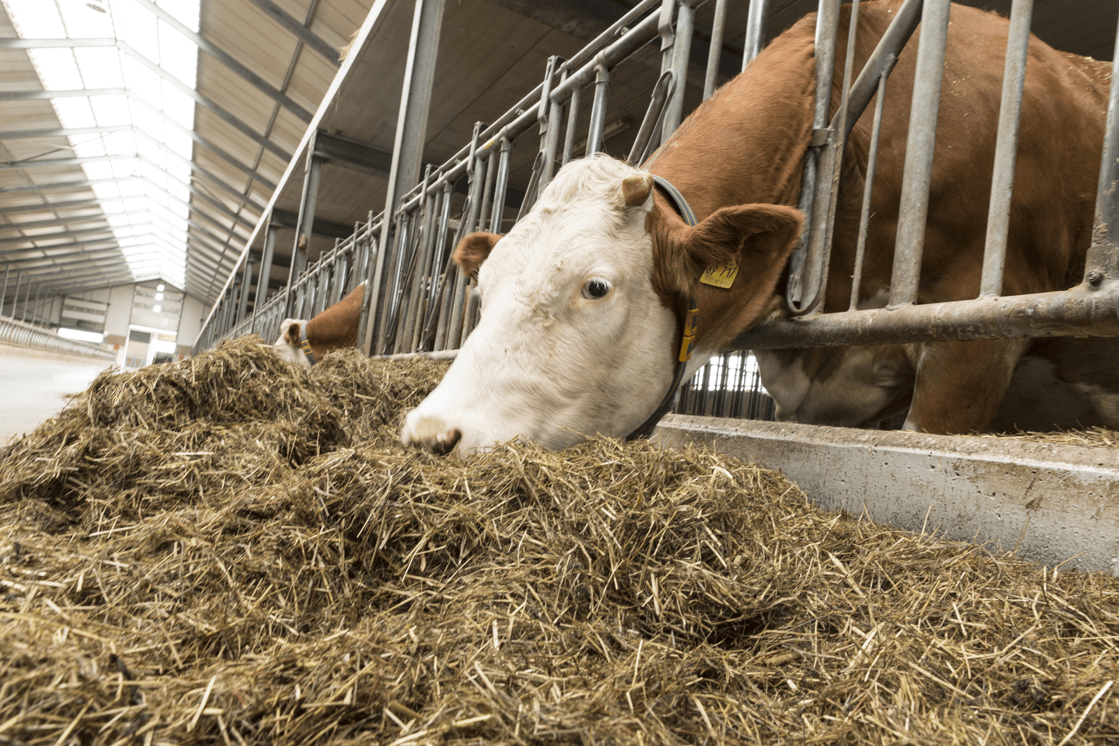 De petitie 'Red de Biokoe' was vrijdagochtend ruim 9.500 keer getekend. - Foto: Koos Groenewold