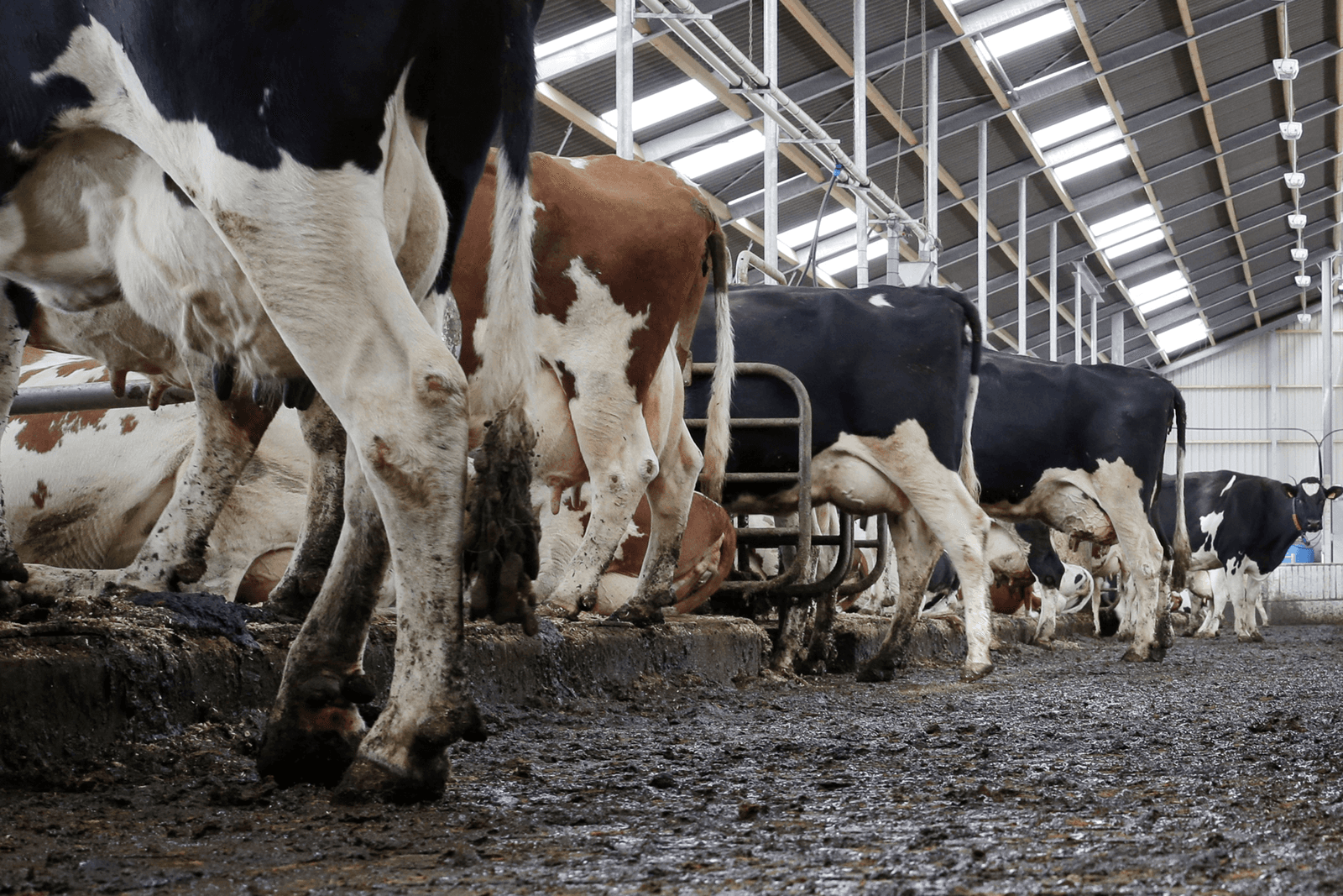 Besluit over fosfaatvermindering lijkt nabij - Foto: Ruud Ploeg