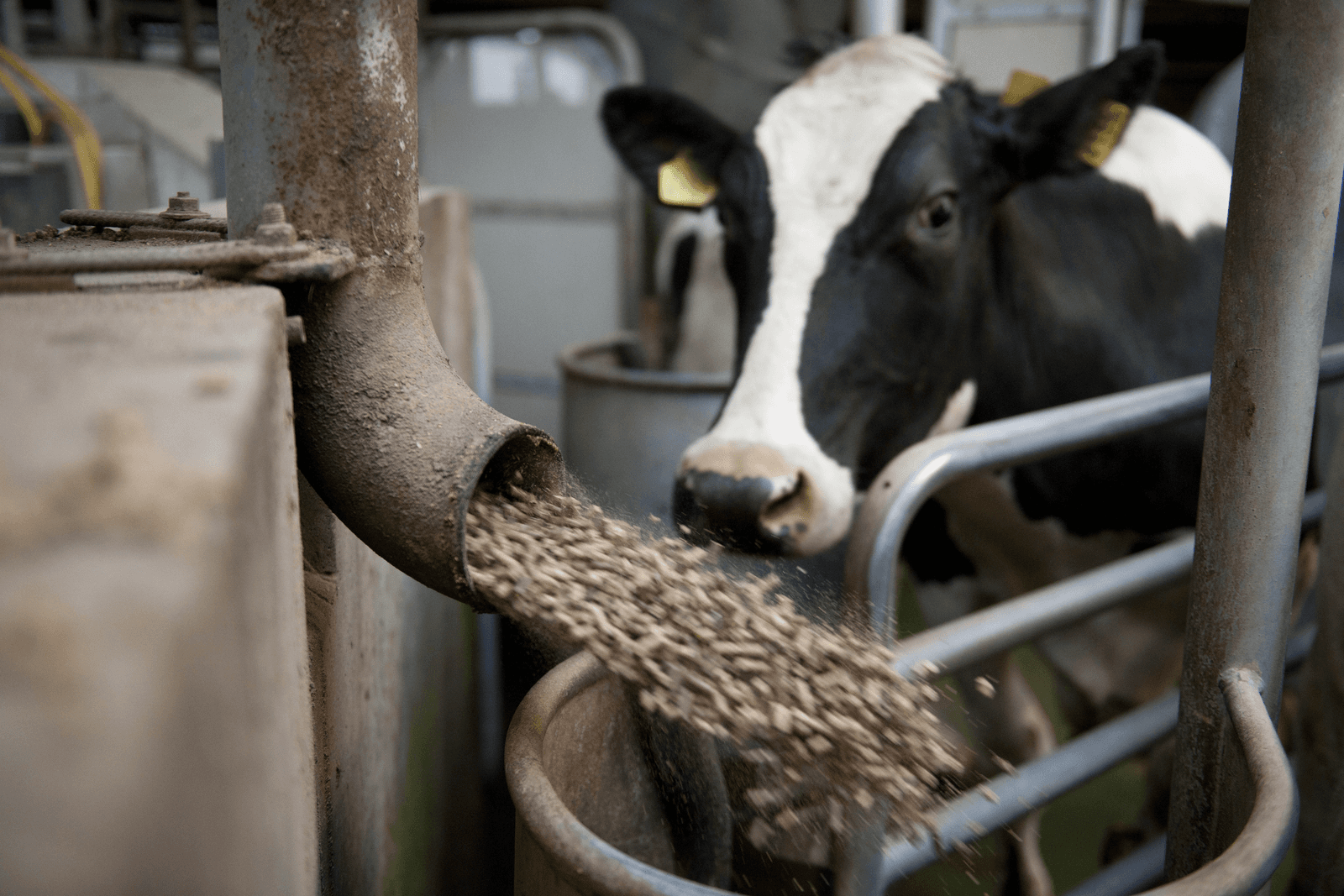 De maximering van de hoeveelheid bruto fosfor in mengvoer zal een "beperkte prijsstijging" opleveren. Het is een van de maatregelen in het 'zeer ingrijpende' fosfaatreductieplan. - Foto: Mark Pasveer.
