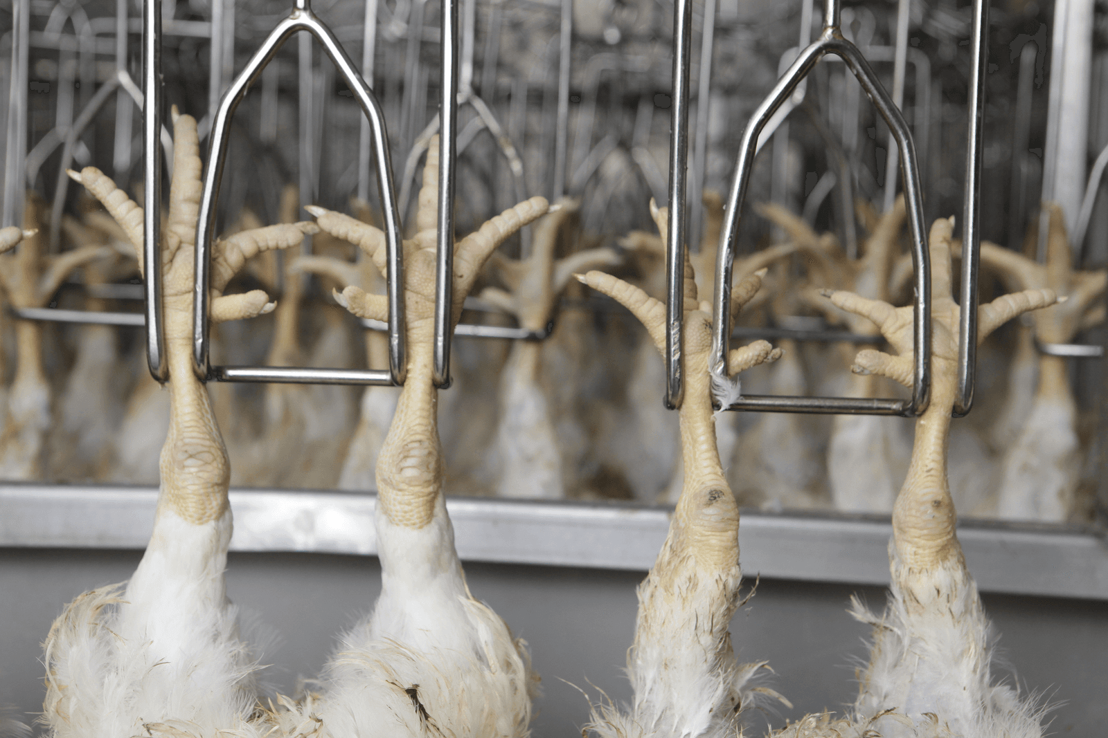 Plukon wil Franse Groupe Duc overnemen - Foto: Hans Prinsen