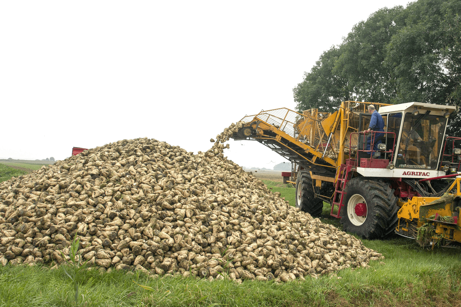 Foto: Koos van der Spek