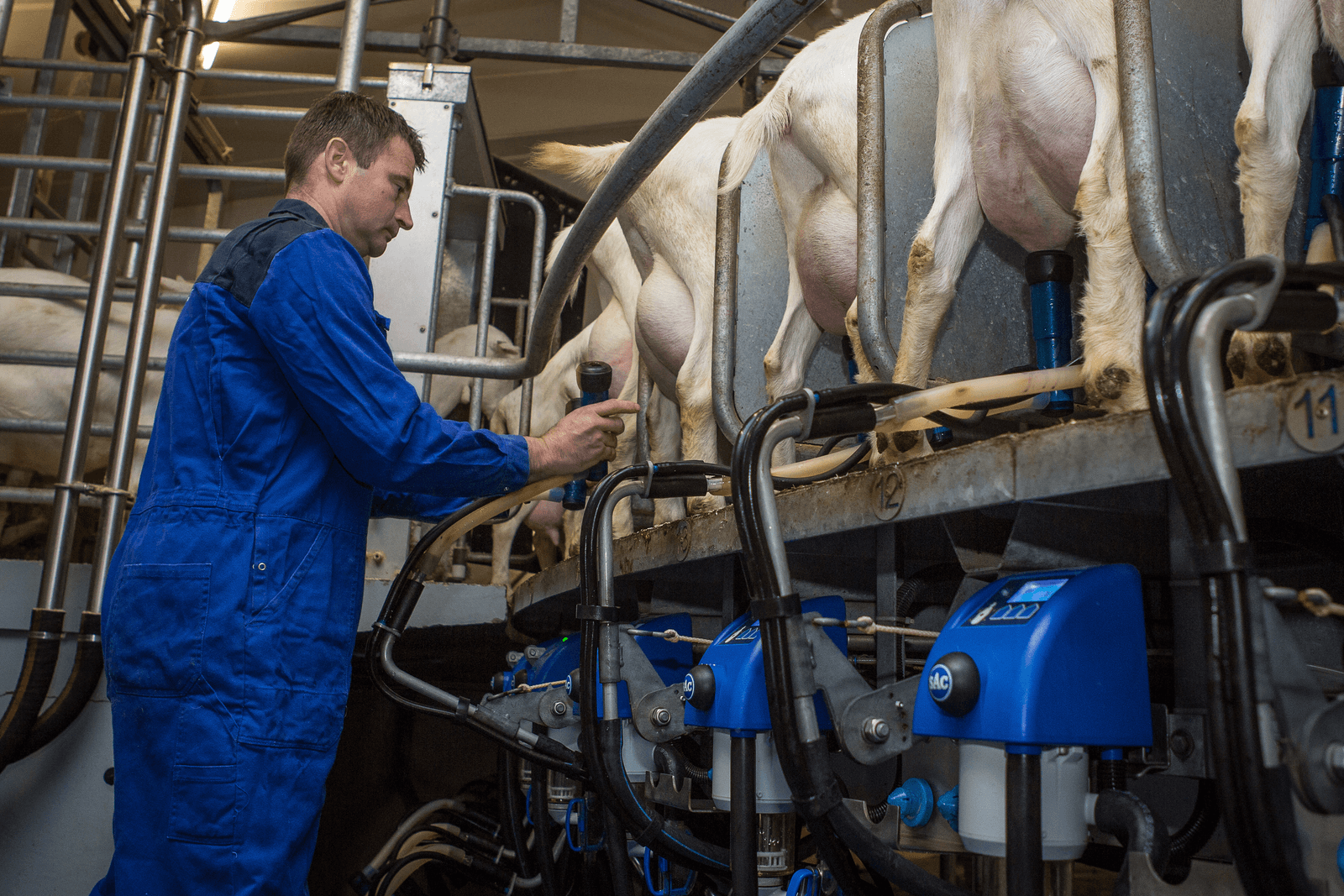 Robert Jansen investeerde vorig jaar in een 80-stands carrousel voor zijn geitenbedrijf - Foto: Peter Roek