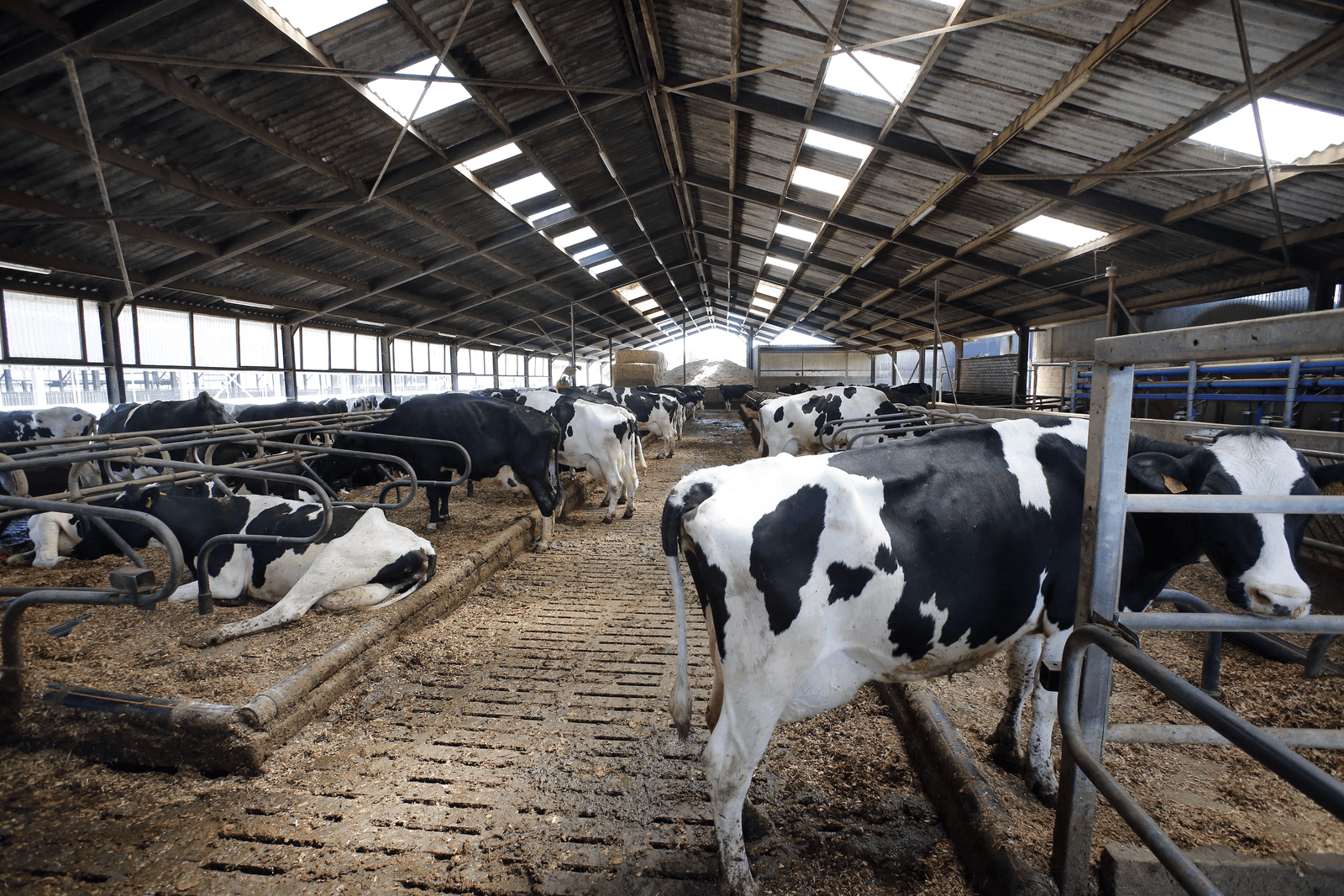GS Brabant willen snellere verduurzaming veehouderij - Foto: Bert Jansen