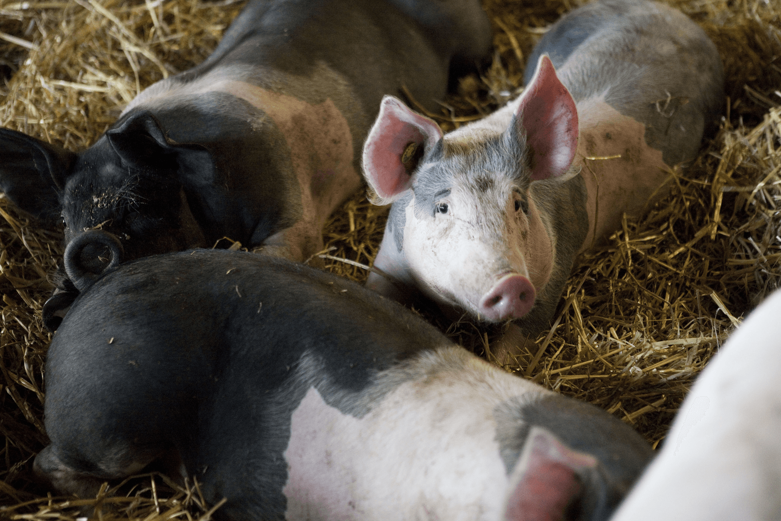 Biovleesfabrikant Friland beleeft gouden tijden - Foto: Jan Willem Schouten