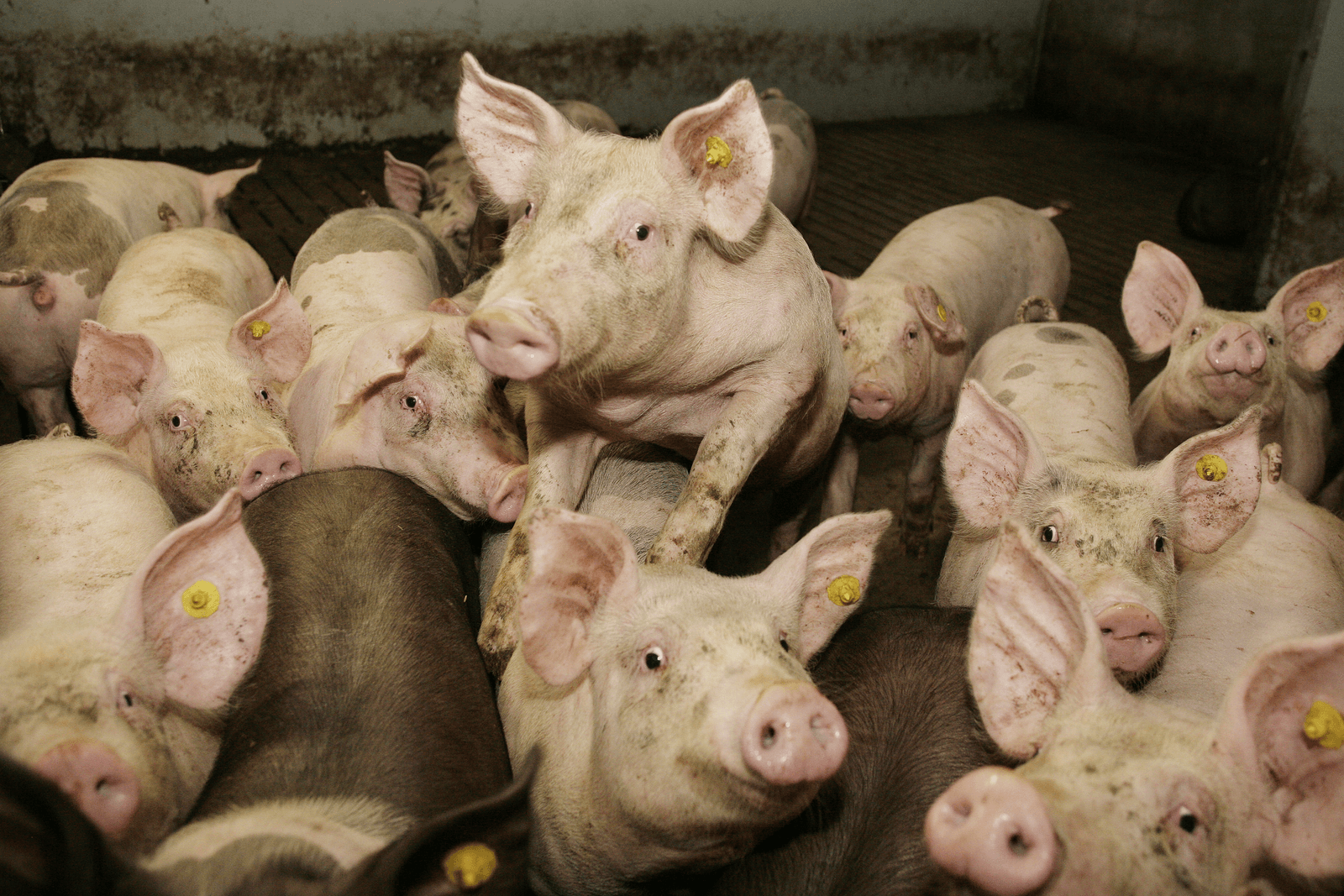 NAJK: Wet dieraantallen is geen oplossing - Foto: Ton Kastermans