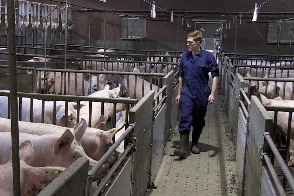 De opvolger: druk met bouw van nieuwe geltenstal - Foto: Koos Groenewold