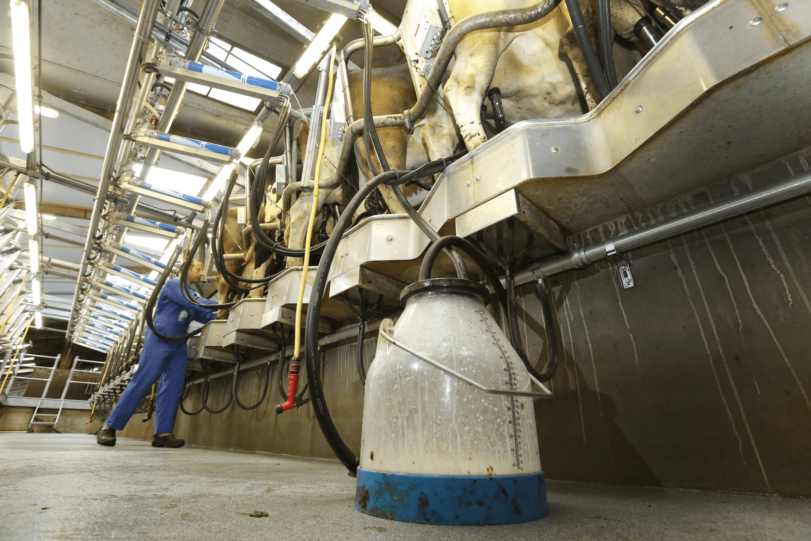 Nederland kent hoogste melkproductie per hectare binnen EU - Foto: Henk Riswick