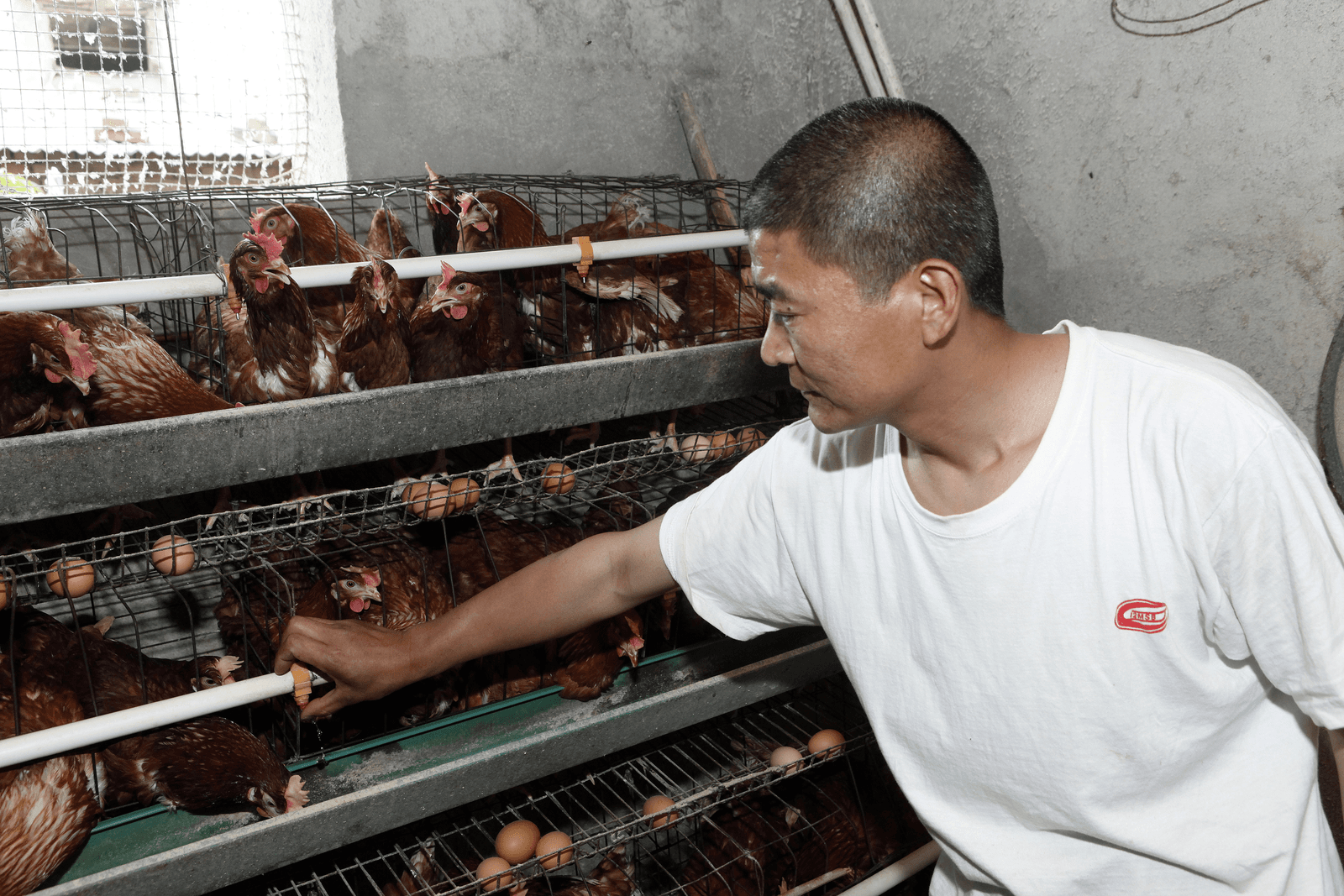 Beste kans voor pluimvee-industrie in China - Foto: Henk Riswick